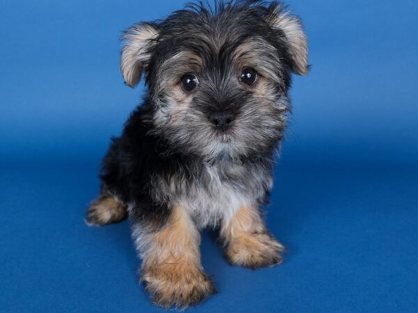 [#13732] Black Male Morkie Puppies For Sale