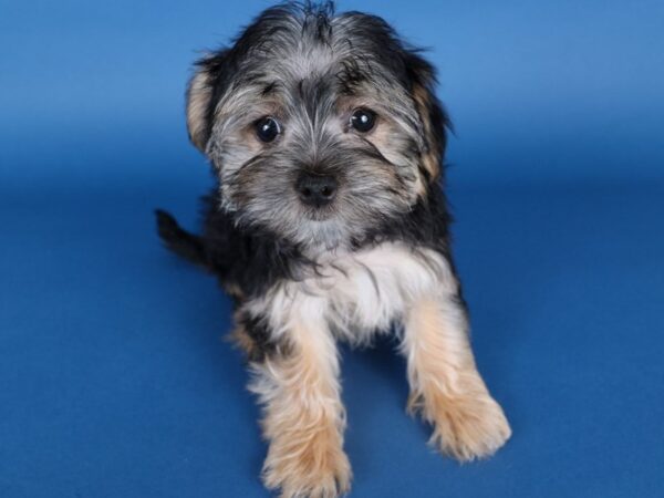 [#13733] Black Female Morkie Puppies For Sale