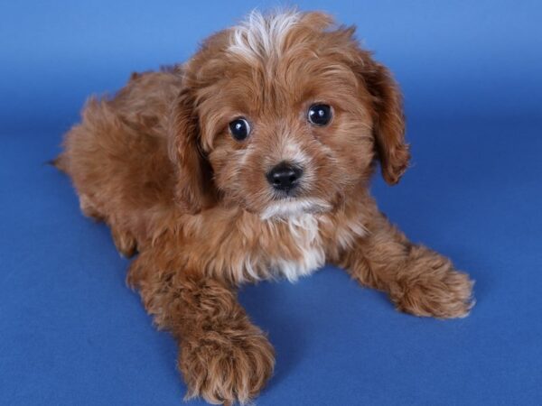 [#13735] Red Female Cavapoo Puppies For Sale