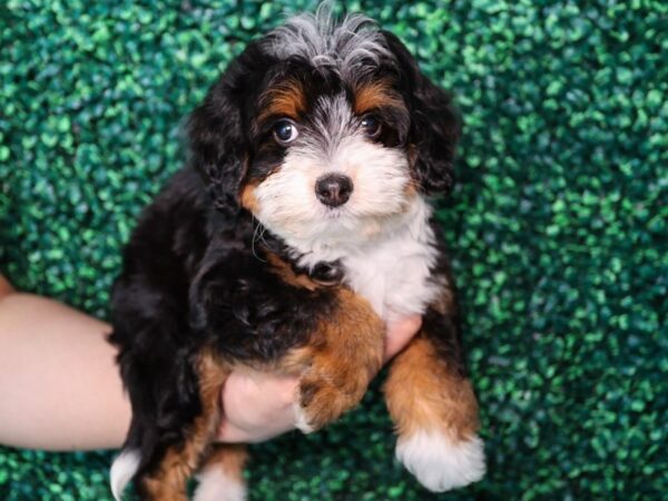 [#13726] Tri-Colored Female Miniature Bernedoodle Puppies For Sale