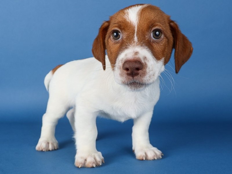 Jack Russell Terrier-Dog-Male-Brown/White-4188494-XO PUPS