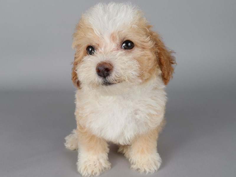 Toy Poodle-Dog-Male-Apricot & White-4208105-XO PUPS