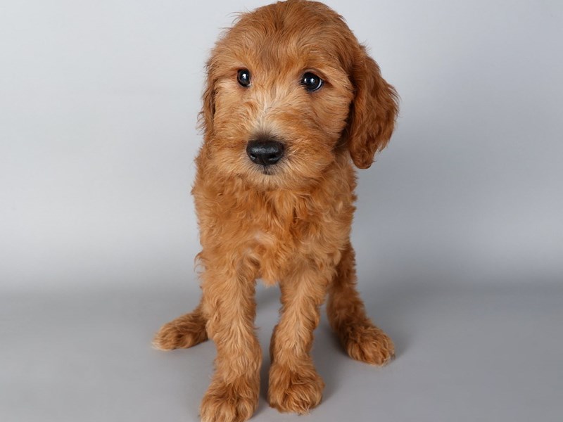 Goldendoodle Mini 2nd Gen-Dog-Male-Red-4216888-XO PUPS