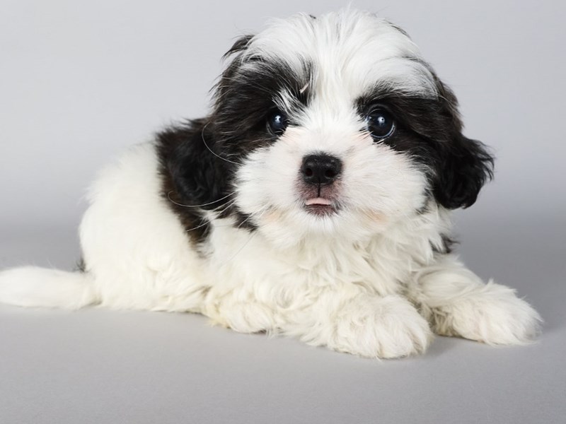 Shihpoo-Dog-Female-Sable White-4219192-XO PUPS