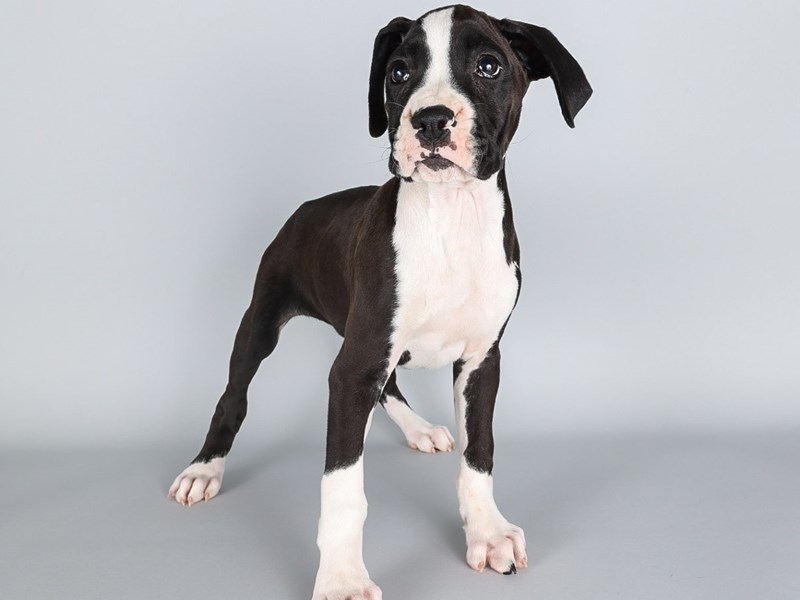 Boxer-Dog-Female-Black-4229204-XO PUPS