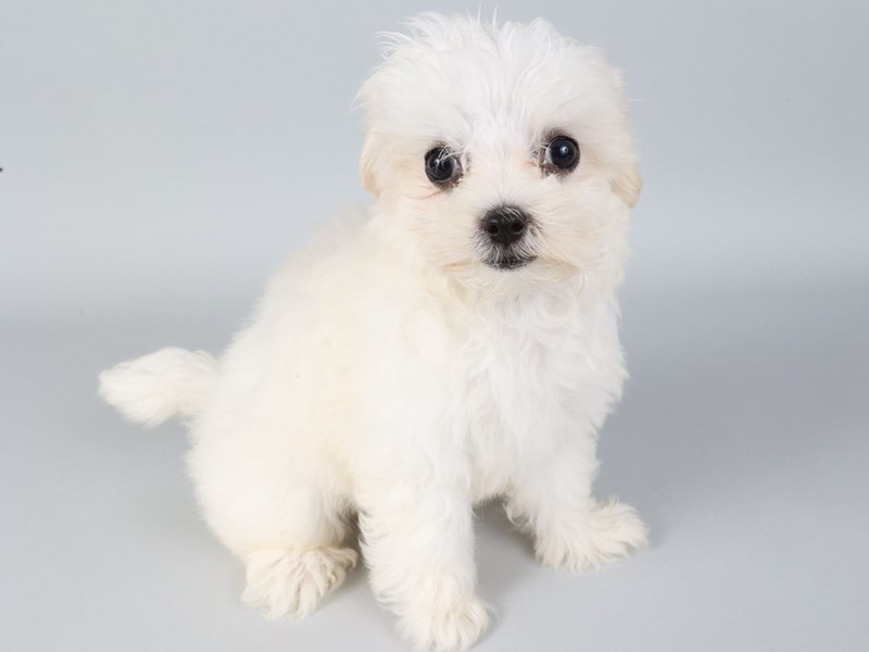 Maltese-Dog-Female-White-4238867-XO PUPS