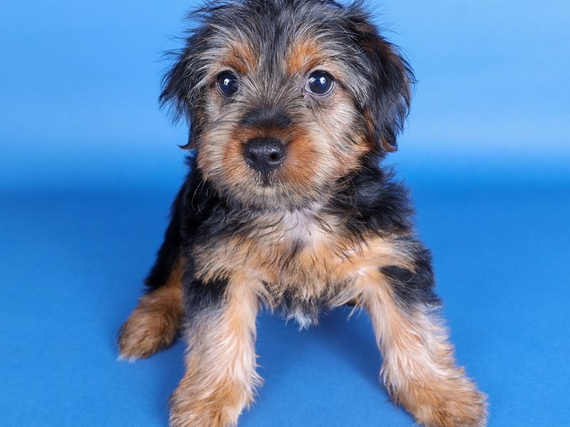 Yorkshire Terrier-Dog-Male-Black / Tan-4165604-XO PUPS