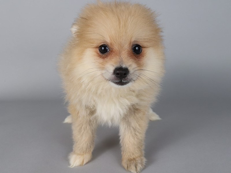 Pomeranian-Dog-Female-Cream-4207345-XO PUPS