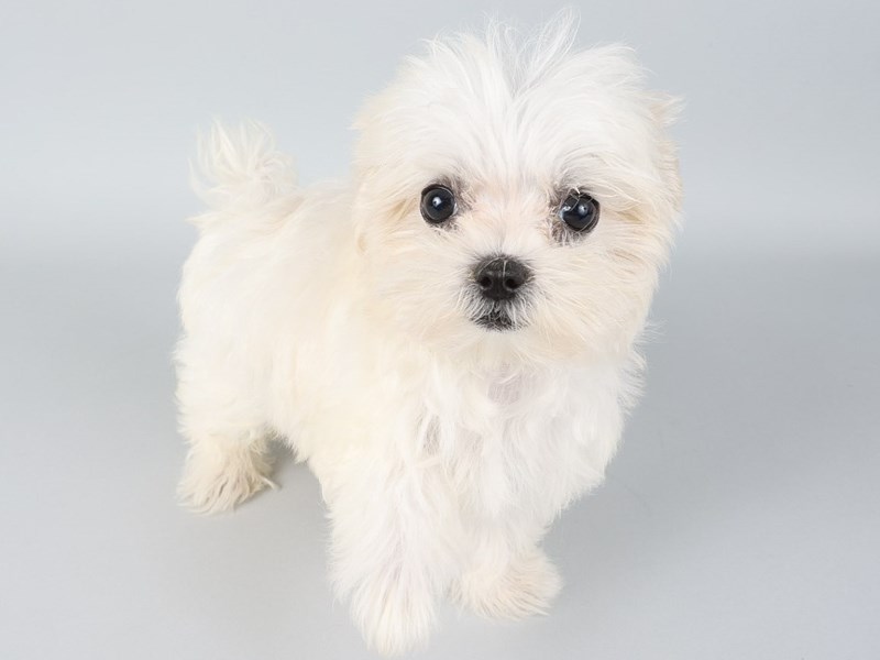 Maltese-Dog-Male-White-4238848-XO PUPS