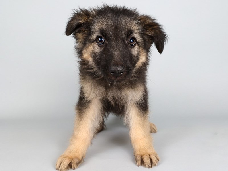 German Shepherd-Dog-Female-Black/Tan-4249079-XO PUPS