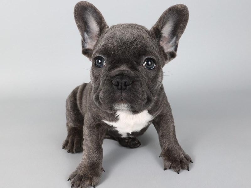French Bulldog-Dog-Male-Blue Brindle-4257792-XO PUPS