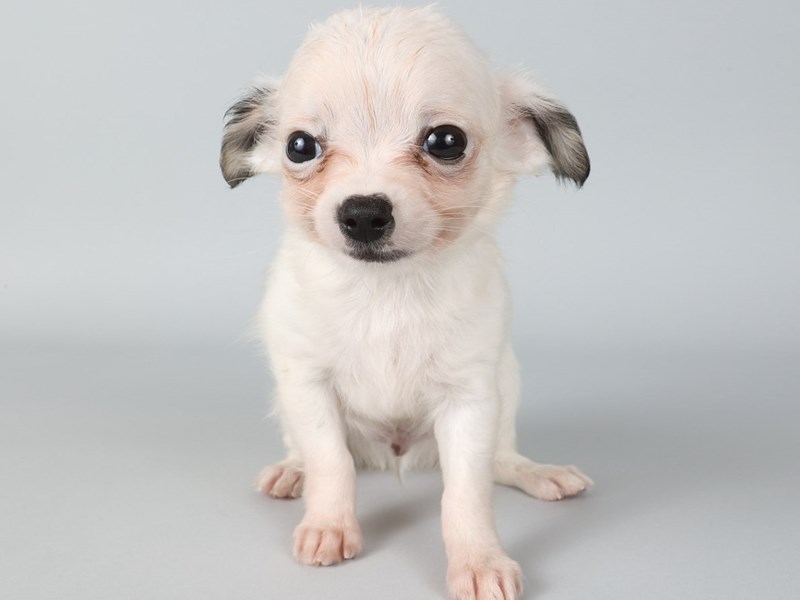 Chihuahua-Dog-Male-White-4257781-XO PUPS