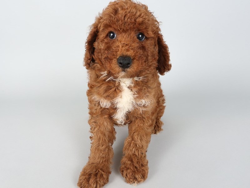 Miniature Poodle-Dog-Male-Red-4264756-XO PUPS
