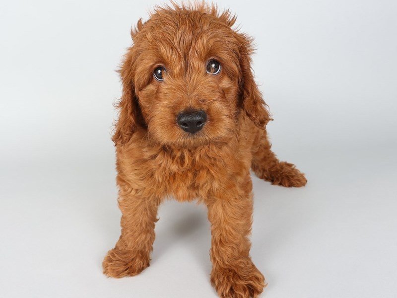 Goldendoodle Mini 2nd Gen-Dog-Male-Red-4264757-XO PUPS