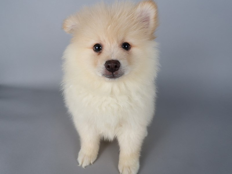 Pomeranian-Dog-Male-Cream-4207346-XO PUPS