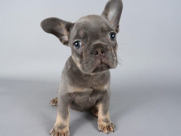 [#13765] Lilac / Tan Male French Bulldog Puppies For Sale
