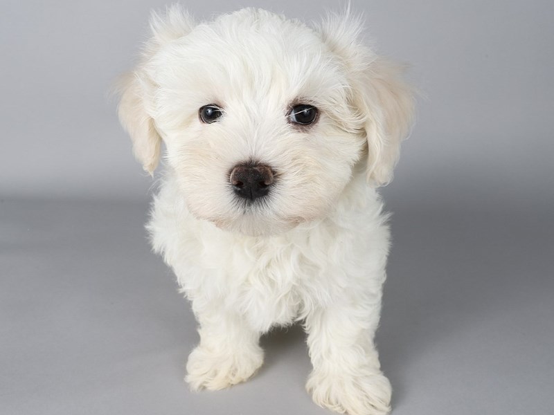 Havapoo-Dog-Male-White-4208231-XO PUPS