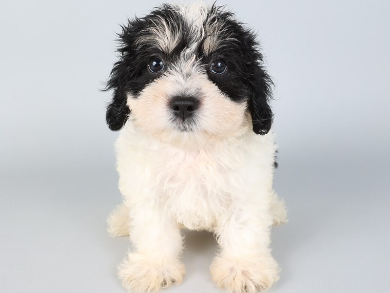 [#13806] Black / White Male Teddy Bear Puppies For Sale #2