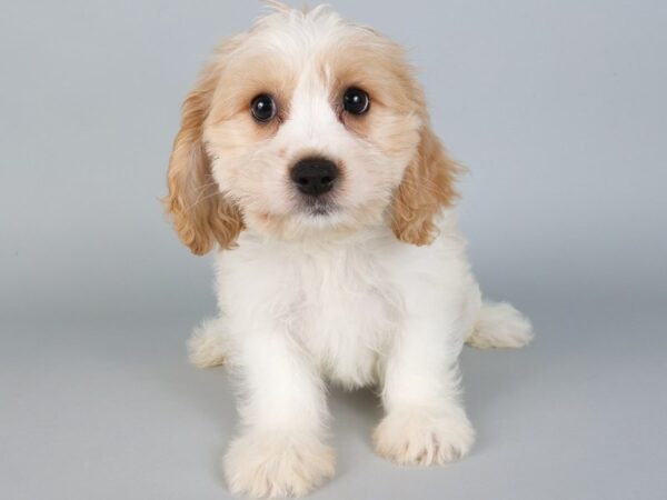 [#13808] Blenheim Male Cavachon Puppies For Sale