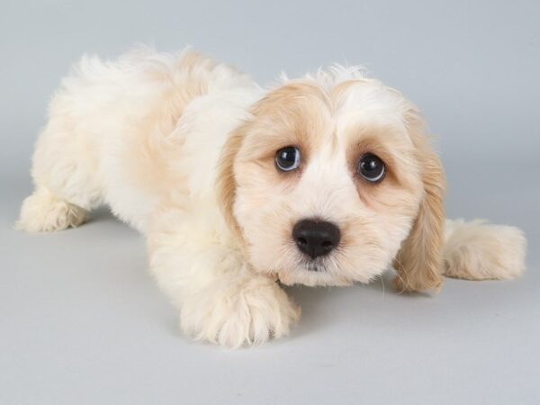 [#13809] Blenheim Male Cavachon Puppies For Sale