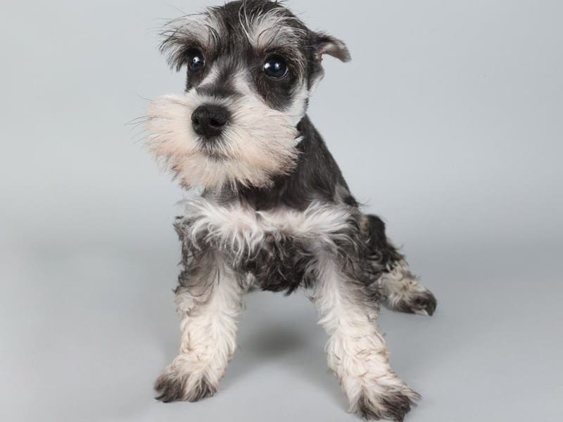 [#13810] Salt / Pepper Female Miniature Schnauzer Puppies For Sale #2