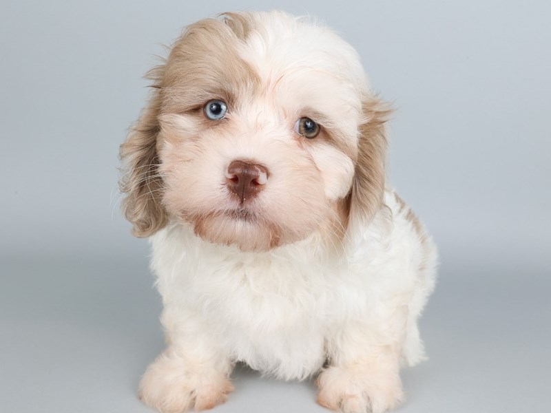 [#13818] Lilac / White Male Shihpoo Puppies For Sale #3
