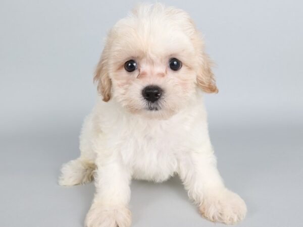 [#13819] White / Gold Male Teddy Bear Puppies For Sale