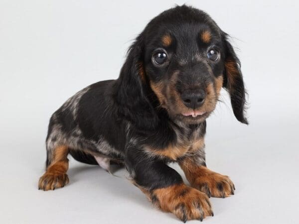 [#13823] Silver/Dapple Male Dachshund Puppies For Sale