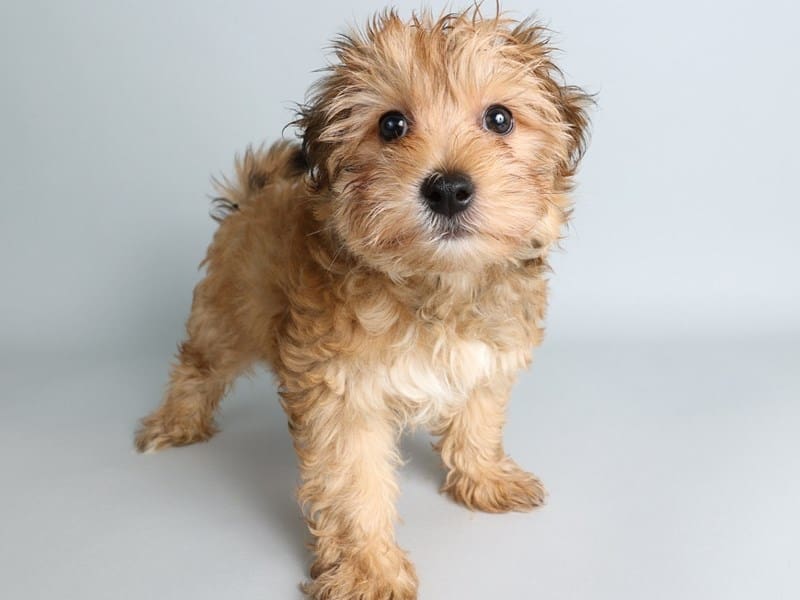 [#13833] Gold Male Morkie Puppies For Sale #2