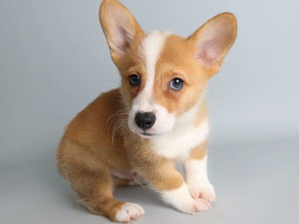 [#13831] Fawn Sable Male Pembroke Welsh Corgi Puppies For Sale