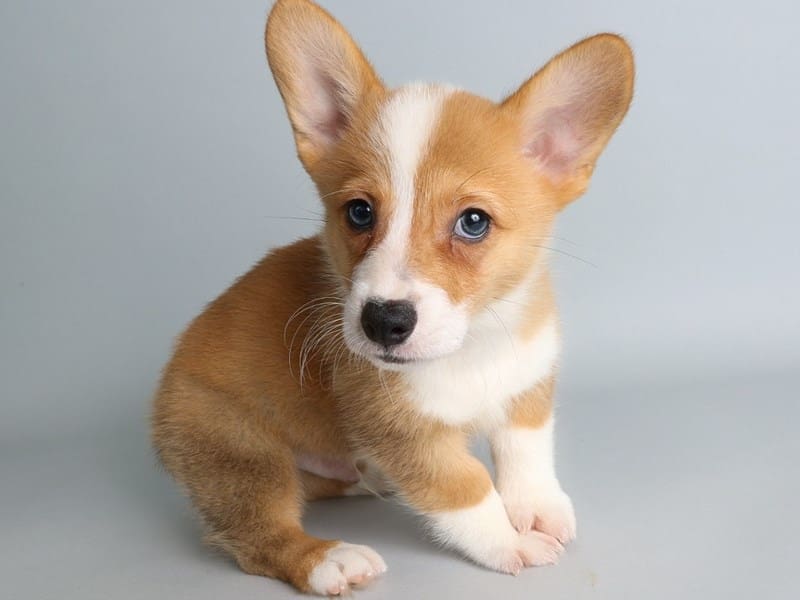 [#13831] Fawn Sable Male Pembroke Welsh Corgi Puppies For Sale #2