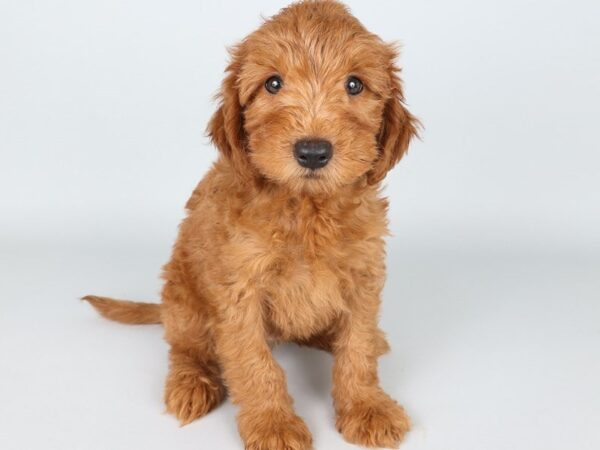[#13828] Red Male Goldendoodle Mini 2nd Gen Puppies For Sale