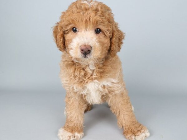 [#13826] Red Male Miniature Poodle Puppies For Sale
