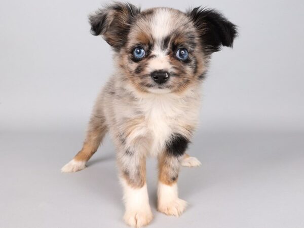 [#13825] Blue Merle White / Tan Female Toy Australian Shepherd Puppies For Sale