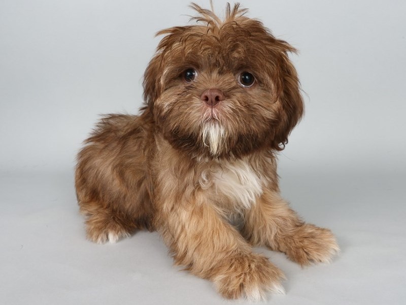 [#13801] Chocolate Male Shih Tzu Puppies For Sale