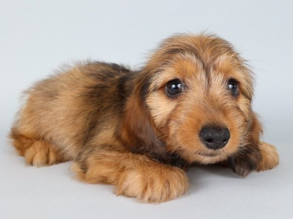 [#13838] Red Male Dachshund Puppies For Sale