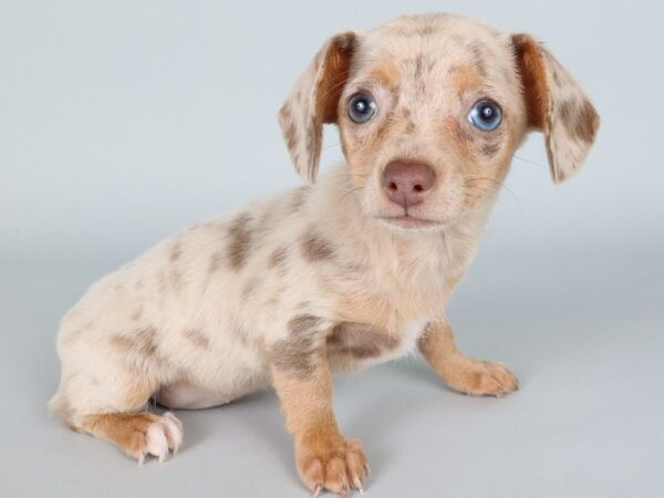 [#13840] Chocolate Merle Female Chiweenie Puppies For Sale