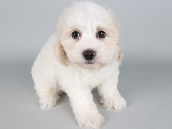 [#13842] White / Cream Male Daisy Dog Puppies For Sale