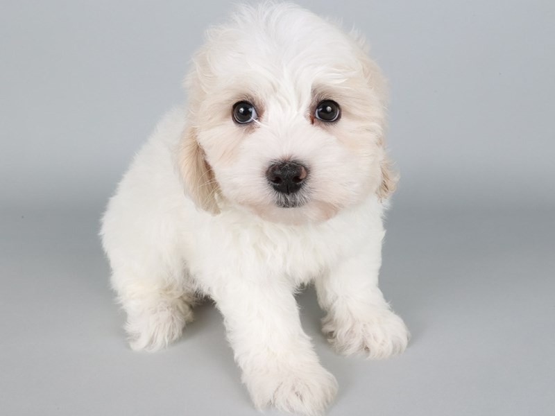 Daisy Dog-Dog-Male-White / Cream-4311941-XO PUPS