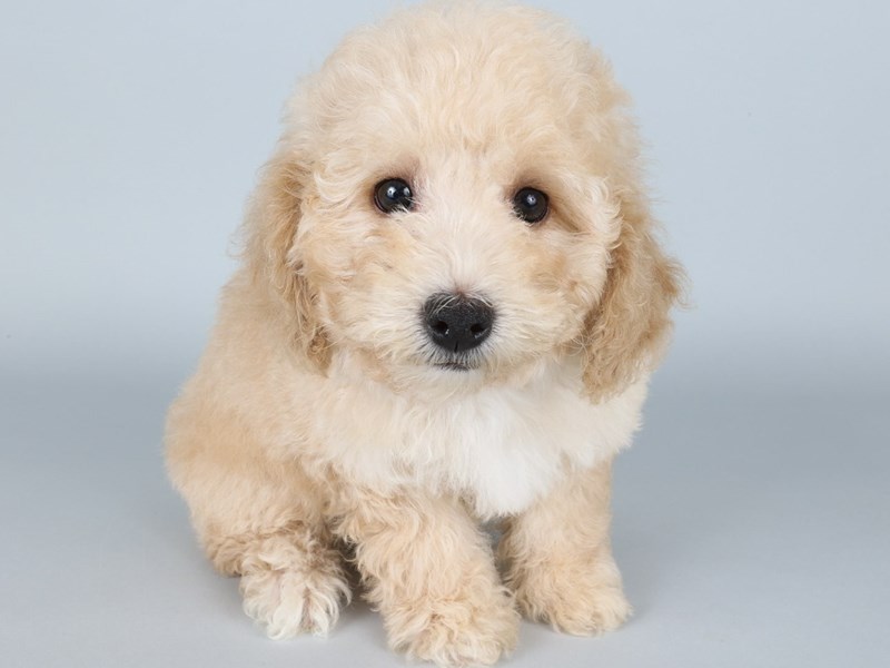 Miniature Poodle-Dog-Female-Apricot-4311942-XO PUPS