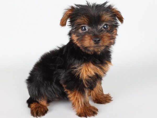 [#13844] Black/Gold Female Yorkshire Terrier Puppies For Sale
