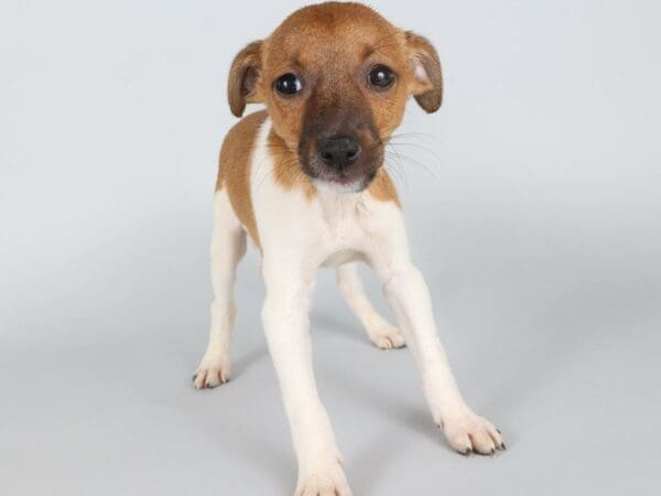 [#13853] Tri-Colored Male Jack Russell Terrier Puppies For Sale