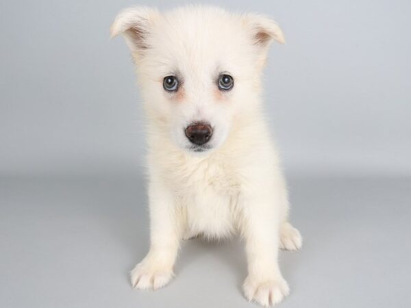 [#13815] White Female Pomsky Puppies For Sale