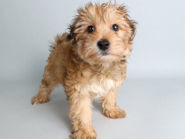 [#13833] Gold Male Morkie Puppies For Sale