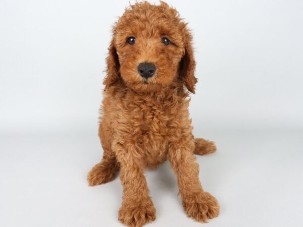 [#13827] Red Female Goldendoodle Mini 2nd Gen Puppies For Sale