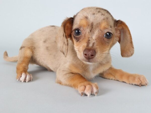 [#13841] Chocolate Merle Male Chiweenie Puppies For Sale