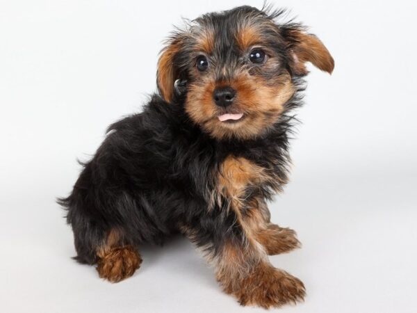 [#13845] Black/Gold Female Yorkshire Terrier Puppies For Sale