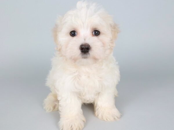 [#13846] White Male Maltese Puppies For Sale