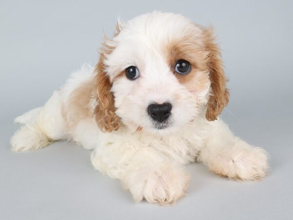[#13851] Blenheim Male Cavapoo Puppies For Sale