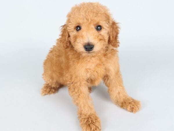 [#13852] Red Male Goldendoodle Mini 2nd Gen Puppies For Sale